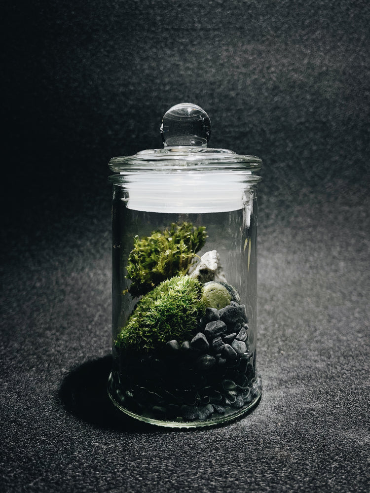 REVIVE DIY TERRARIUM KIT